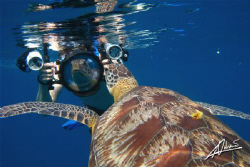 a very VAIN turtle and a big camera PAPARAZZO! by Adriano Trapani 